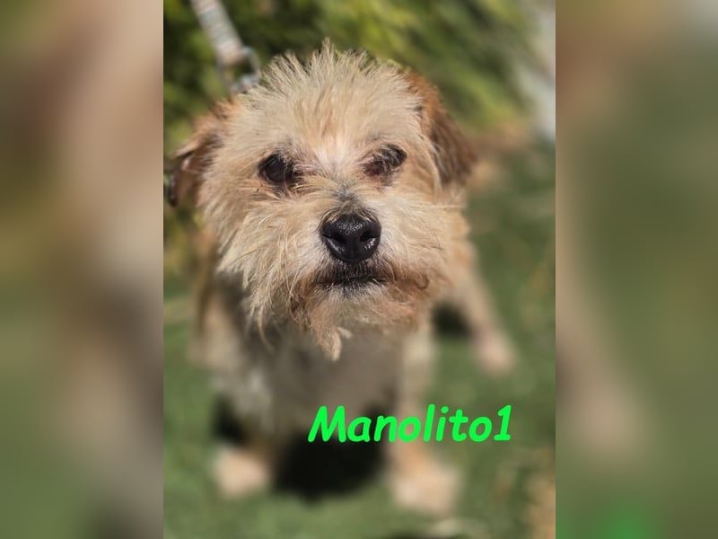 Manolito1 geb. 10/2020 (ESP) - charmanter und unbeschwerter, kleiner Wuschel!