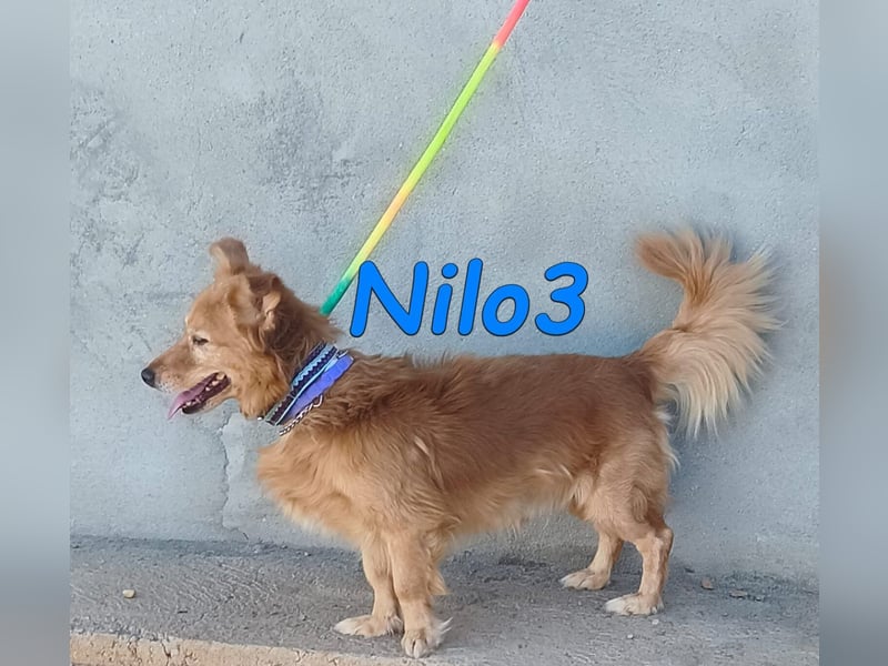 Nilo3, geb. 09/2018 (ESP) - verschmuster und freundlicher Mini-Rüde sucht sein Zuhause!