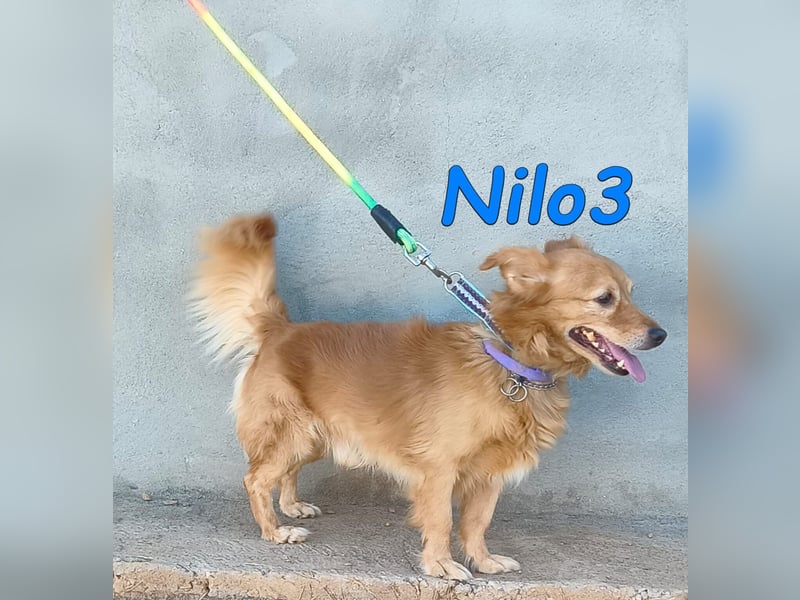 Nilo3, geb. 09/2018 (ESP) - verschmuster und freundlicher Mini-Rüde sucht sein Zuhause!