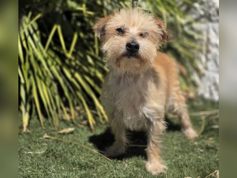 Manolito1 geb. 10/2020 (ESP) - charmanter und unbeschwerter, kleiner Wuschel!