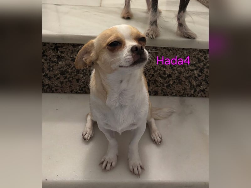 Hada4 geb. 10/2025 (ESP) -  kleine Herzensbrecherin sucht ihre Menschen!