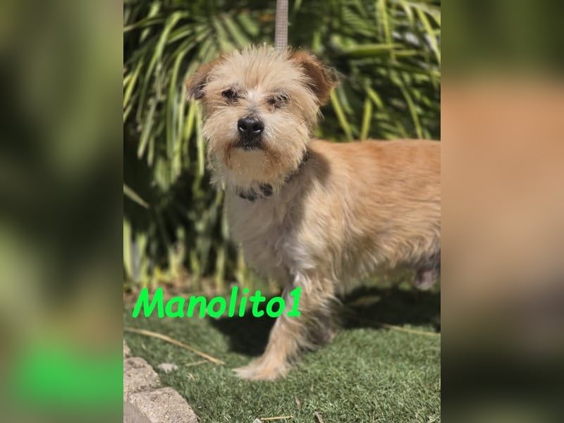 Manolito1 geb. 10/2020 (ESP) - charmanter und unbeschwerter, kleiner Wuschel!