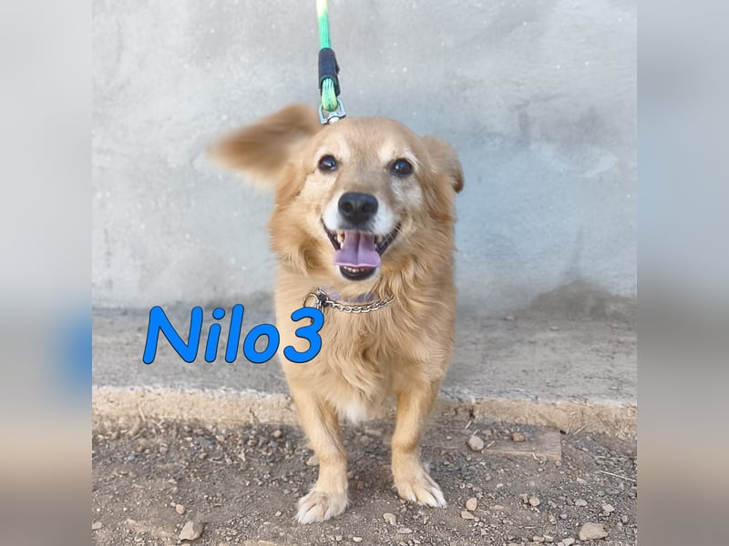 Nilo3, geb. 09/2018 (ESP) - verschmuster und freundlicher Mini-Rüde sucht sein Zuhause!