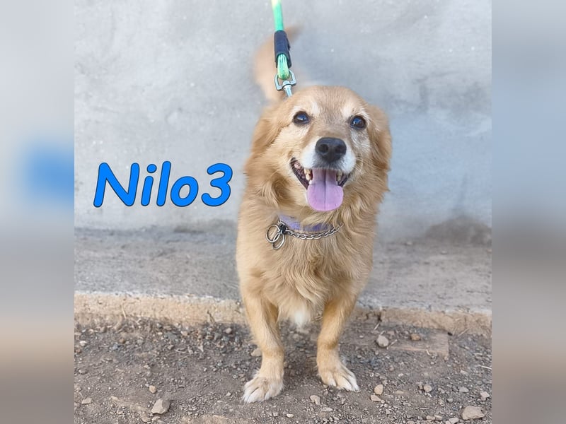 Nilo3, geb. 09/2018 (ESP) - verschmuster und freundlicher Mini-Rüde sucht sein Zuhause!