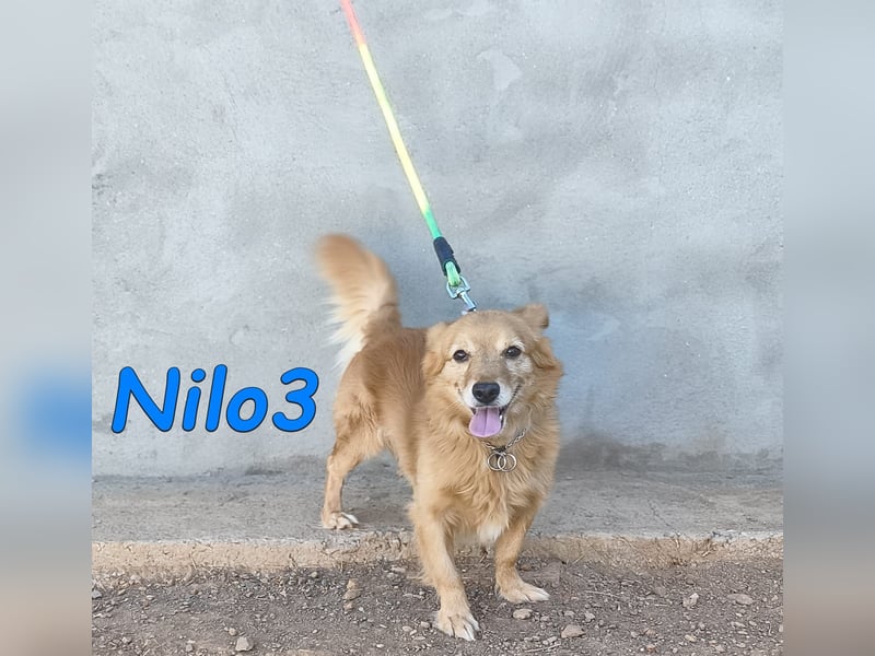 Nilo3, geb. 09/2018 (ESP) - verschmuster und freundlicher Mini-Rüde sucht sein Zuhause!
