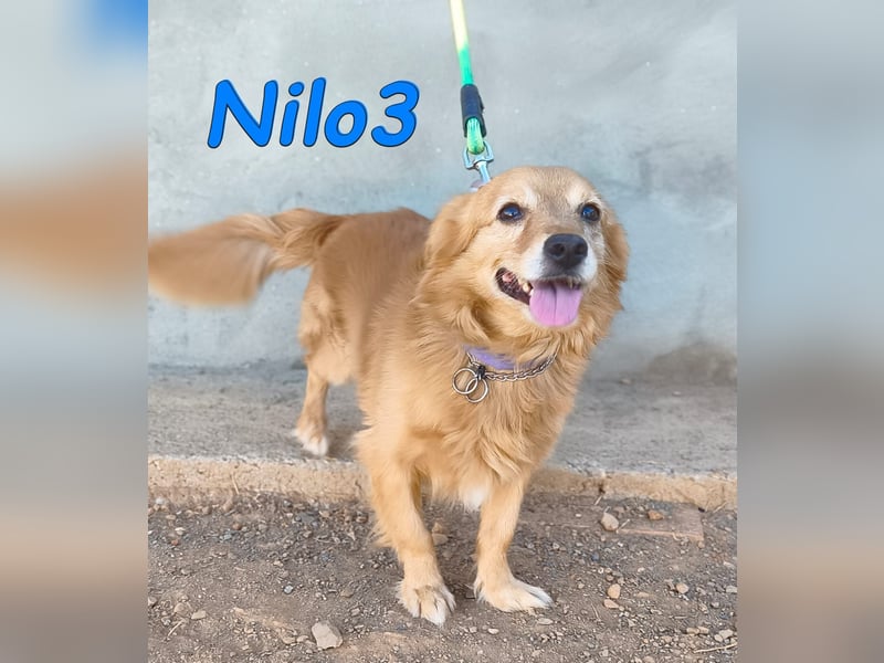 Nilo3, geb. 09/2018 (ESP) - verschmuster und freundlicher Mini-Rüde sucht sein Zuhause!