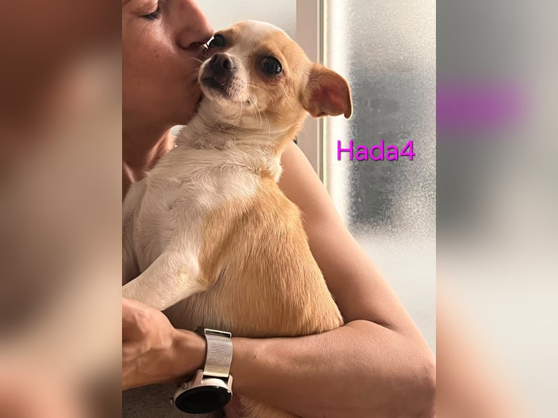 Hada4 geb. 10/2025 (ESP) -  kleine Herzensbrecherin sucht ihre Menschen!