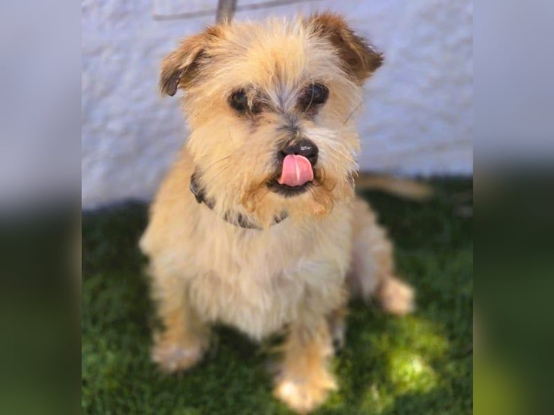 Manolito1 geb. 10/2020 (ESP) - charmanter und unbeschwerter, kleiner Wuschel!