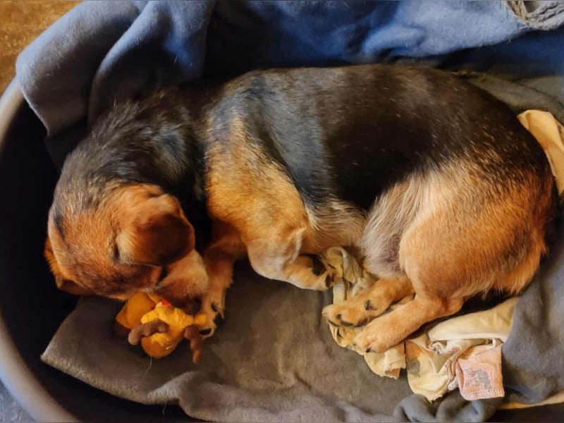 Moritz - begegnet allen Menschen offen (12621 Berlin)