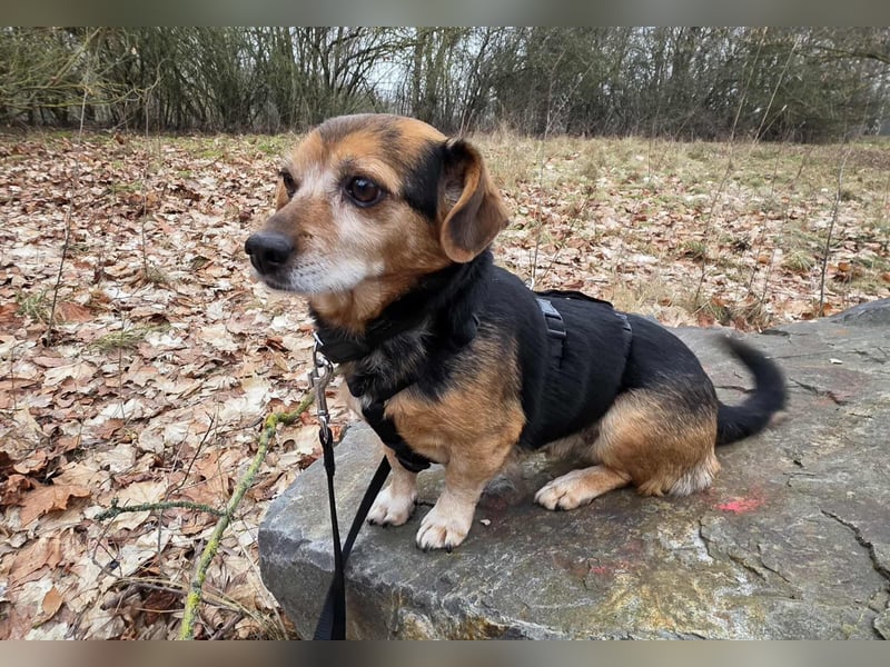 Moritz - begegnet allen Menschen offen (12621 Berlin)