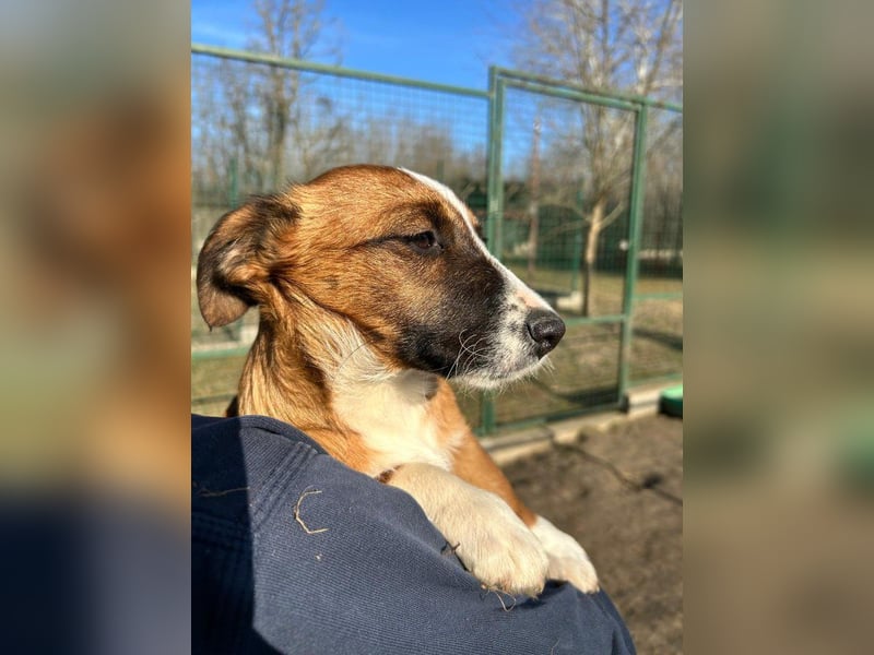 Odett sucht Körbchen