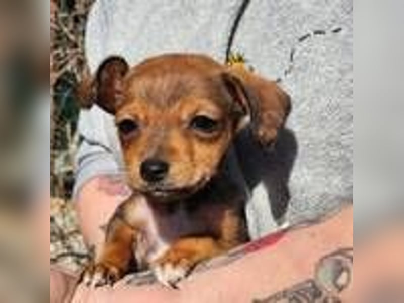 Lilo sucht ihr Zuhause(reserviert)