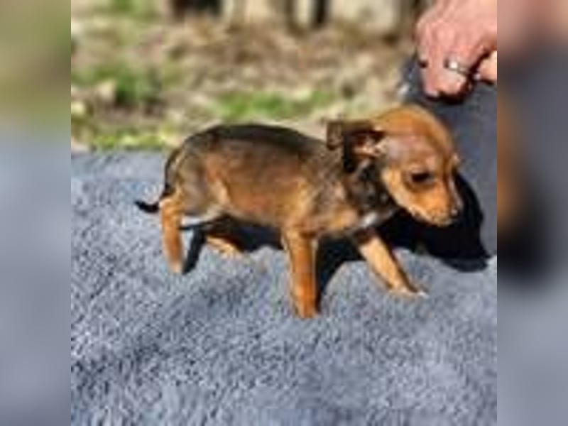 Lilo sucht ihr Zuhause(reserviert)
