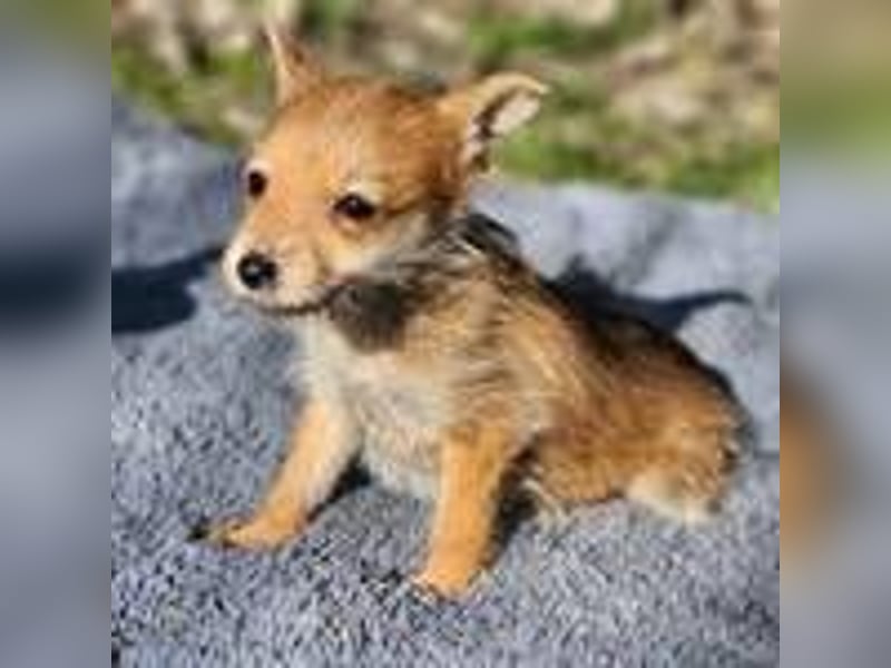 Maisy sucht ein Zuhause(reserviert)