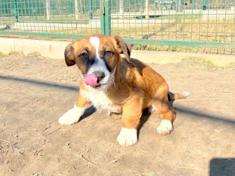 Odett sucht Körbchen