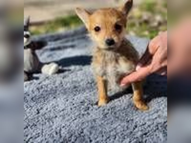 Maisy sucht ein Zuhause(reserviert)