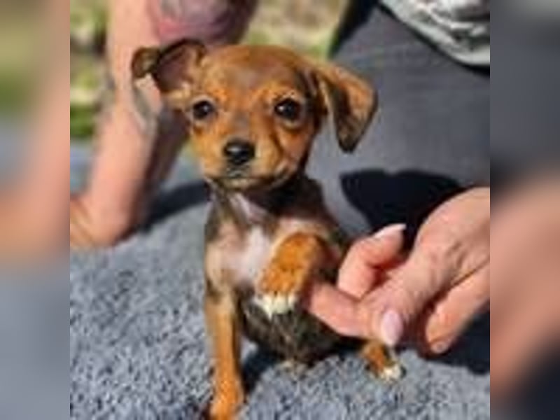 Lilo sucht ihr Zuhause(reserviert)