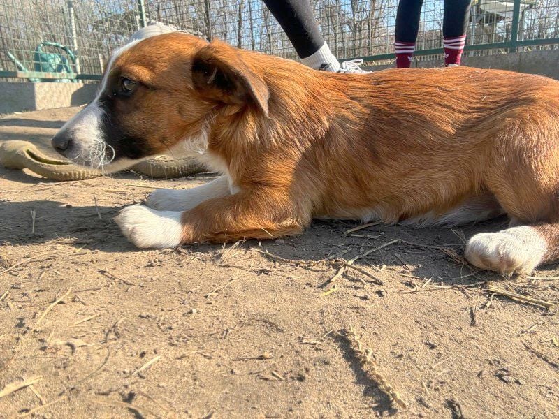 Odett sucht Körbchen