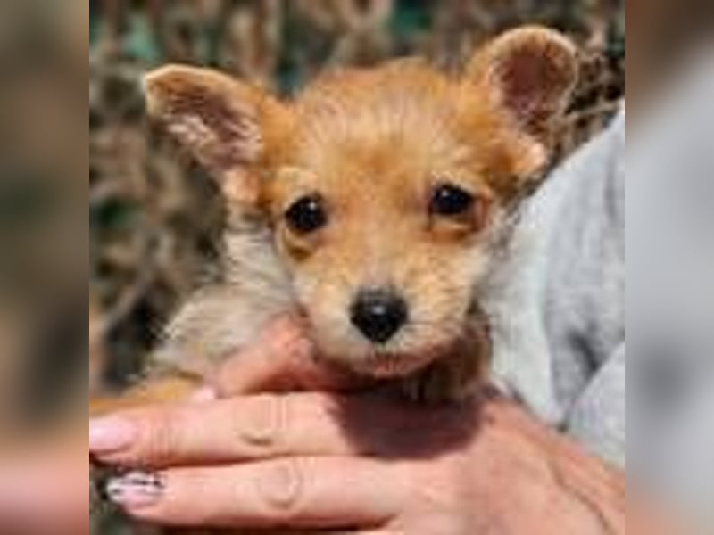 Maisy sucht ein Zuhause(reserviert)