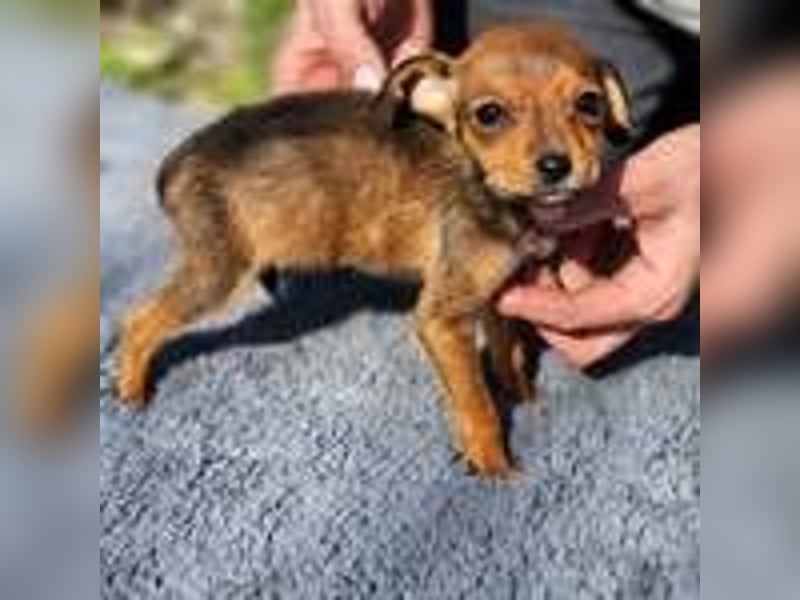 Lilo sucht ihr Zuhause(reserviert)
