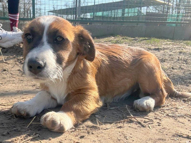 Odett sucht Körbchen