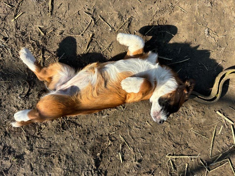 Odett sucht Körbchen