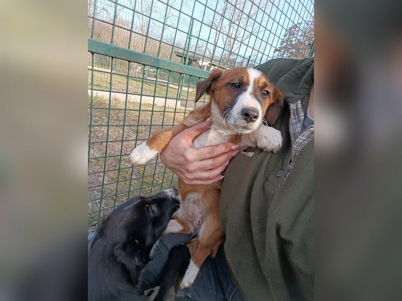 Odett sucht Körbchen