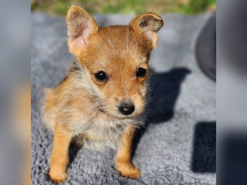 Maisy sucht ein Zuhause(reserviert)