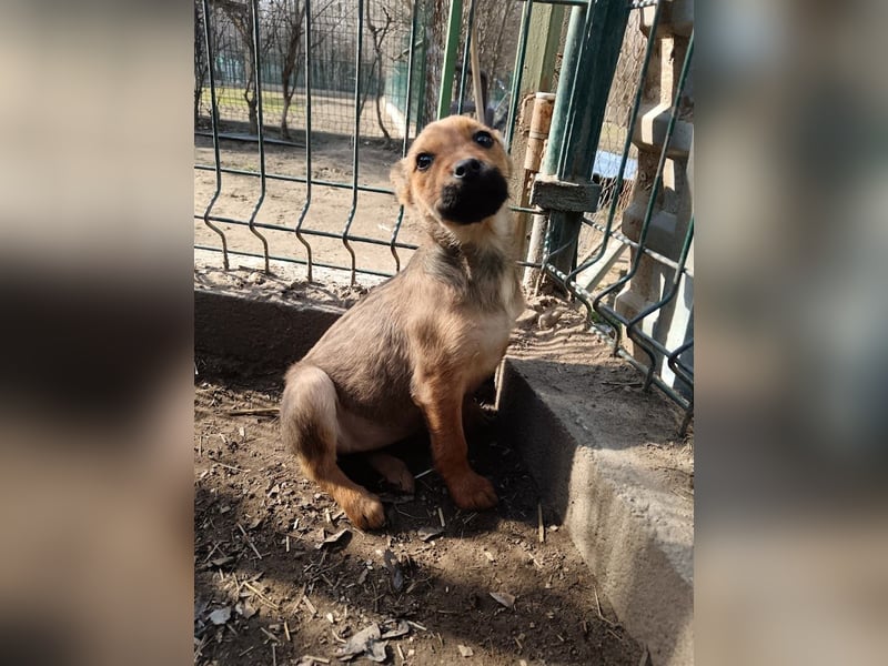 Inya sucht ein Zuhause