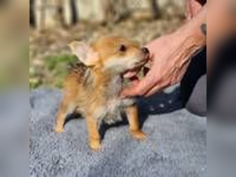 Maisy sucht ein Zuhause(reserviert)