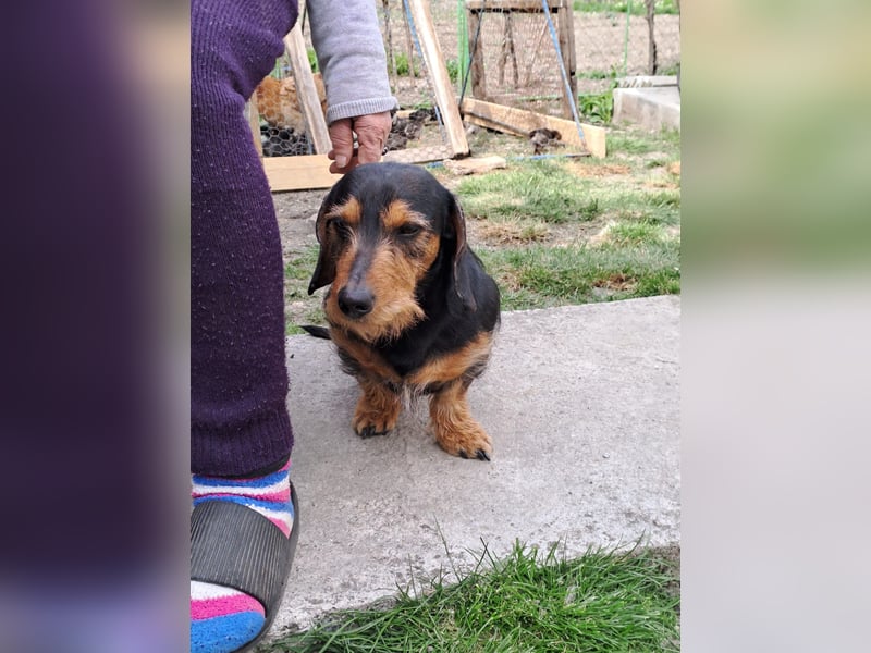 Bebe - Dackelmix sucht seine Familie!