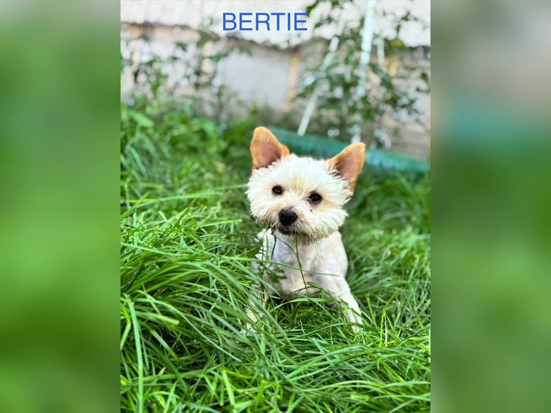 Berti sucht seine Familie