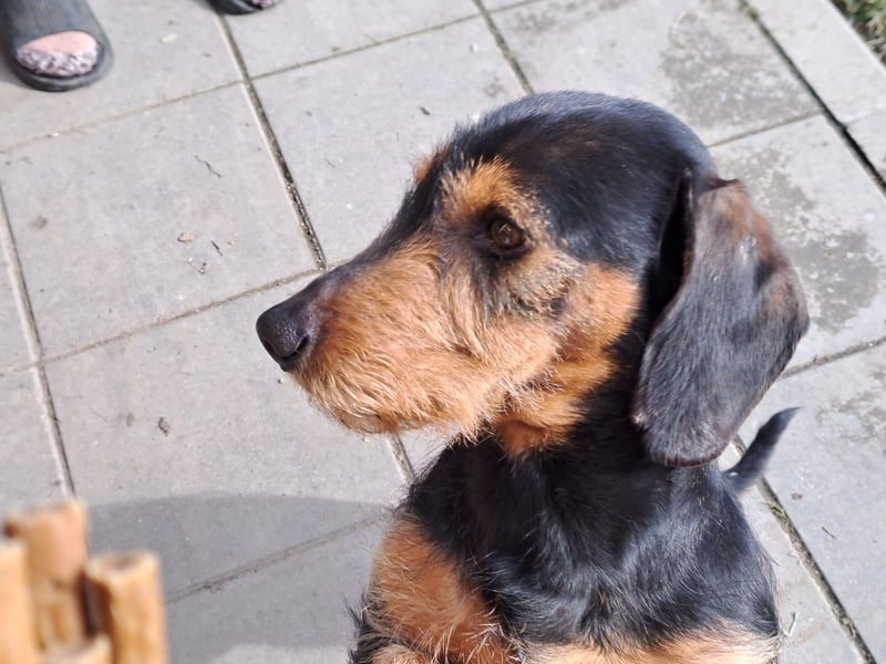 Bebe - Dackelmix sucht seine Familie!