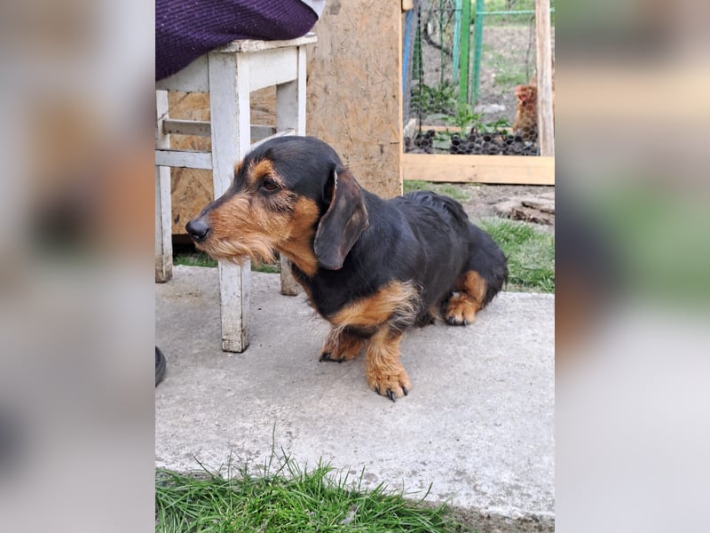 Bebe - Dackelmix sucht seine Familie!