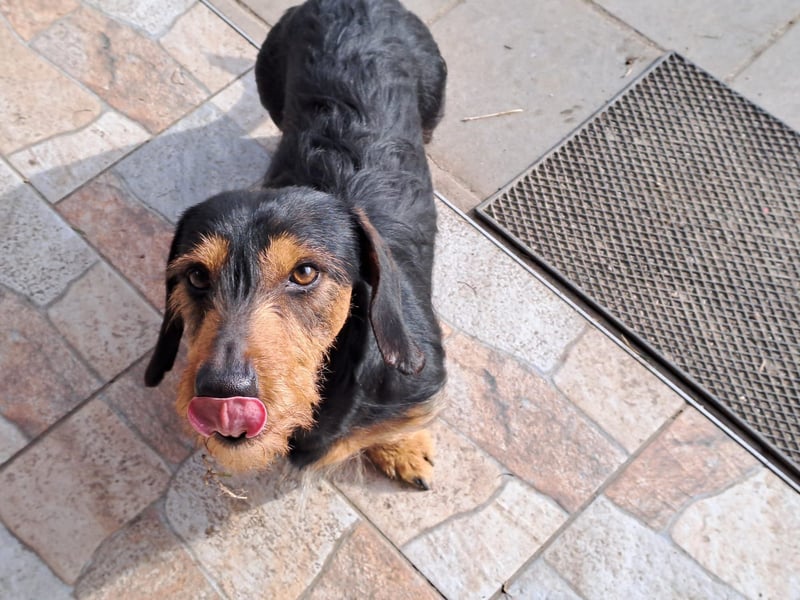 Bebe - Dackelmix sucht seine Familie!