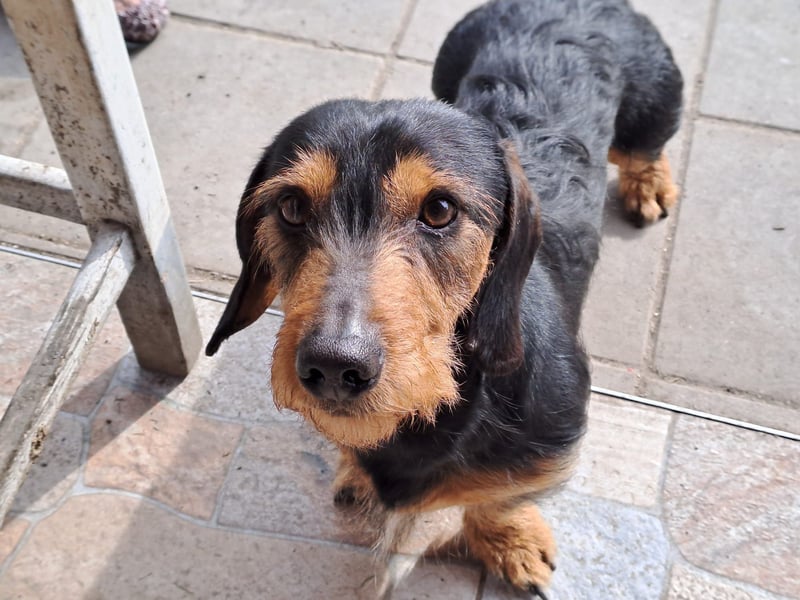 Bebe - Dackelmix sucht seine Familie!