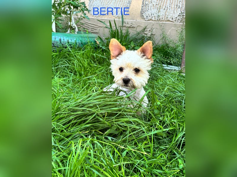 Berti sucht seine Familie