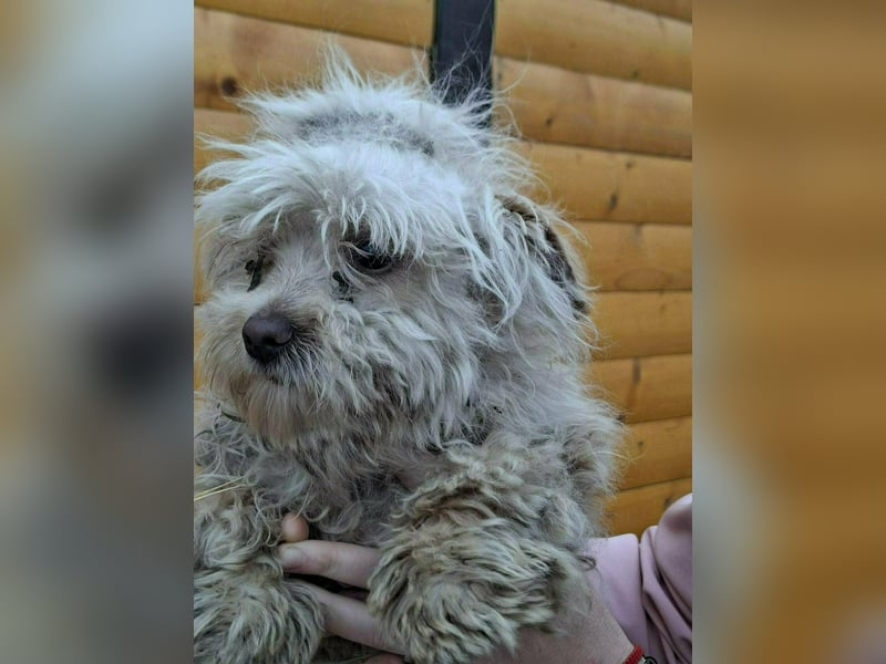 Berti sucht seine Familie