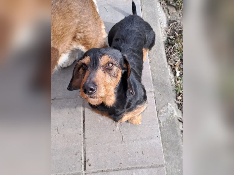 Bebe - Dackelmix sucht seine Familie!