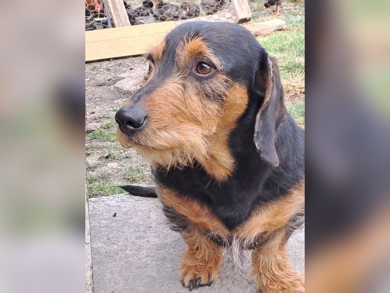 Bebe - Dackelmix sucht seine Familie!