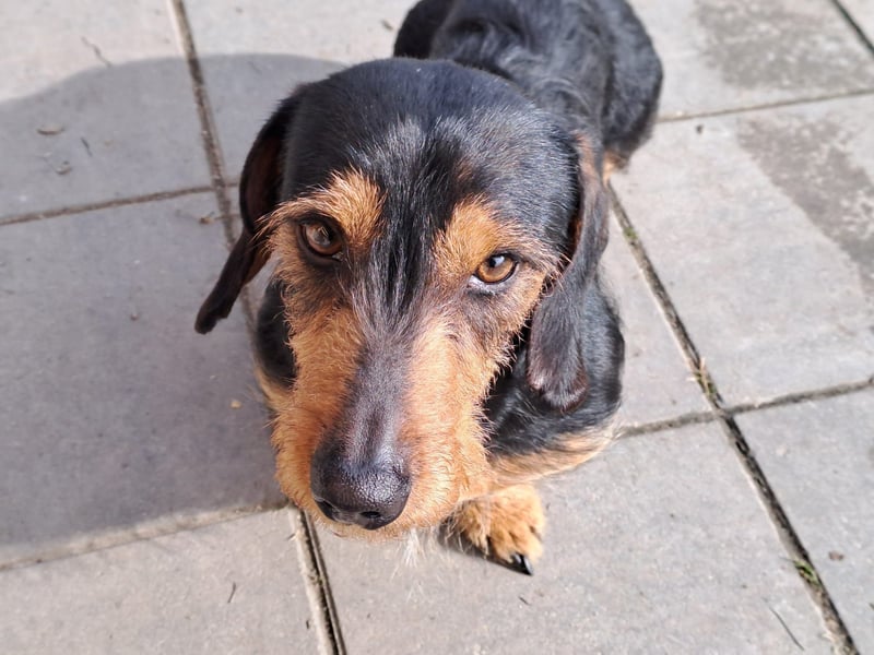 Bebe - Dackelmix sucht seine Familie!