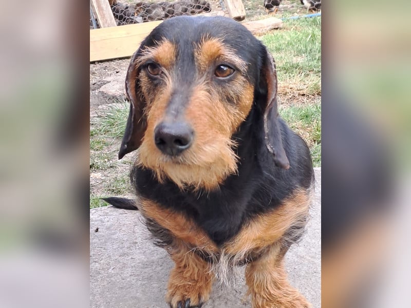 Bebe - Dackelmix sucht seine Familie!