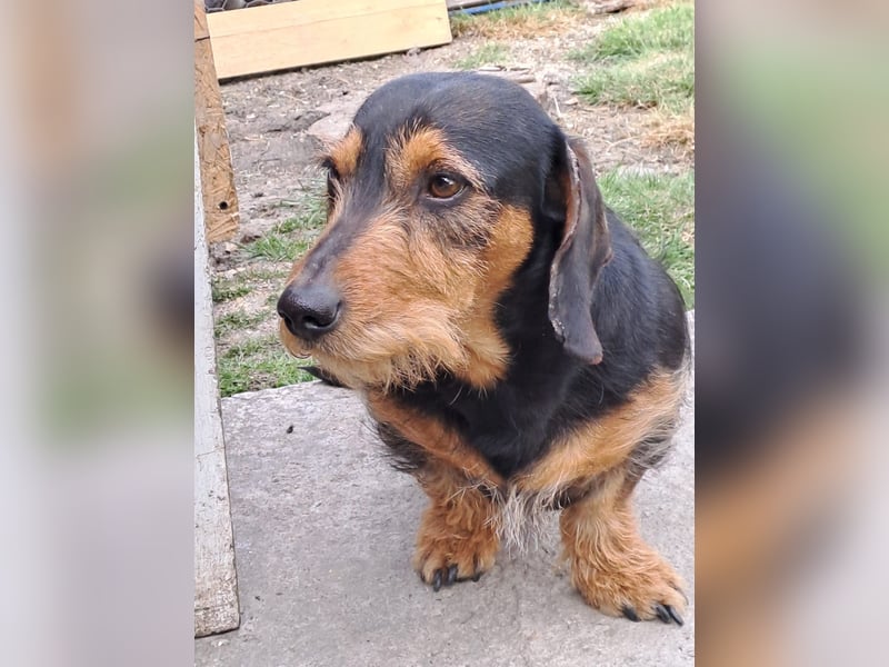 Bebe - Dackelmix sucht seine Familie!