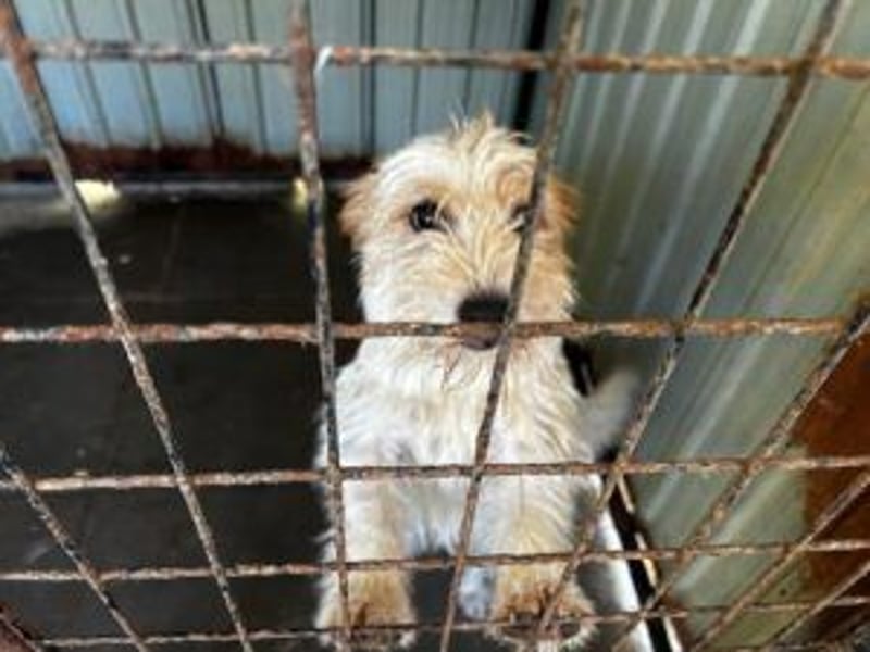 Matti: Ein Sonnenschein und Wirbelwind möchte in ein neues Zuhause