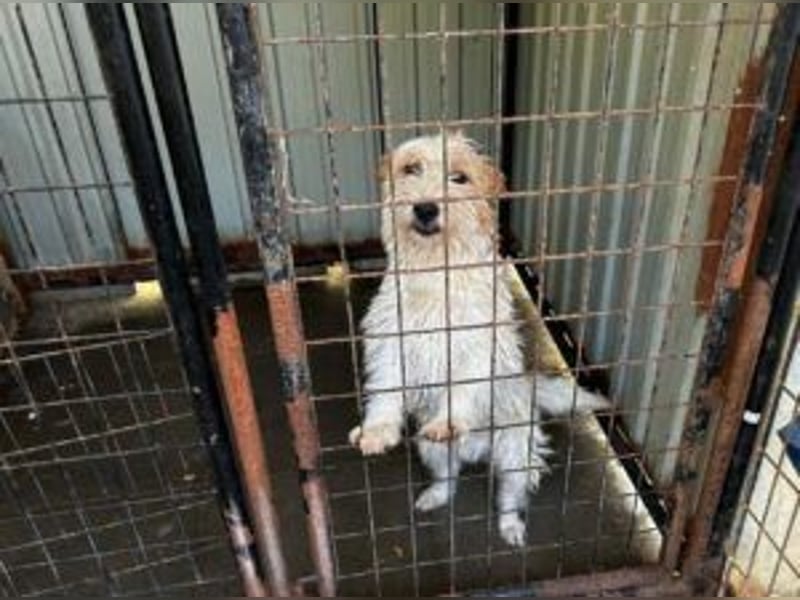 Matti: Ein Sonnenschein und Wirbelwind möchte in ein neues Zuhause