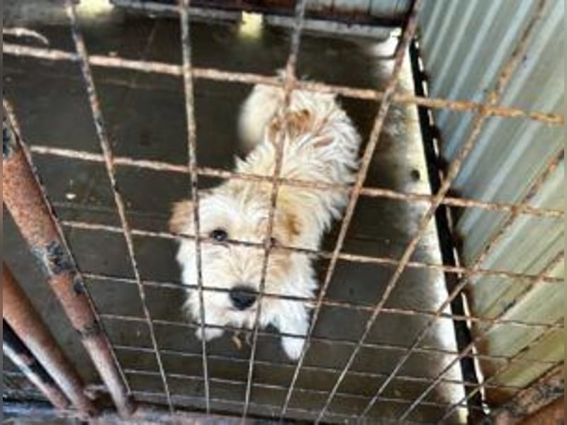 Matti: Ein Sonnenschein und Wirbelwind möchte in ein neues Zuhause