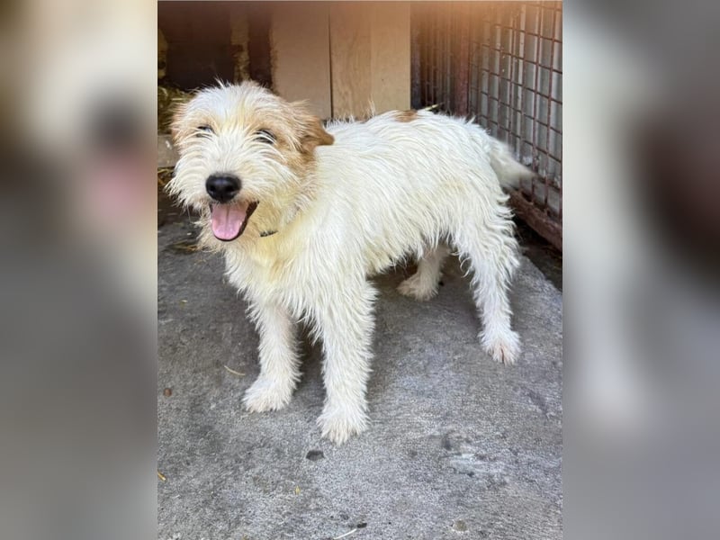 Matti: Ein Sonnenschein und Wirbelwind möchte in ein neues Zuhause