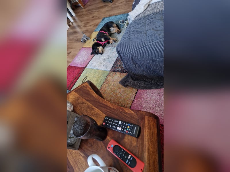 Leia sucht ihr Traumzuhause