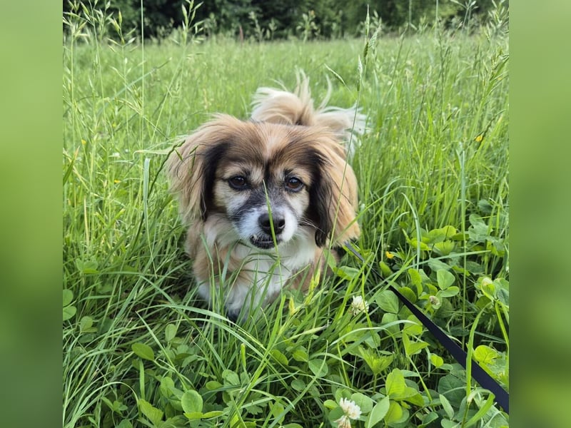Lilly ideale Gefährtin für ältere Menschen (Aufenthalt in Frechen)