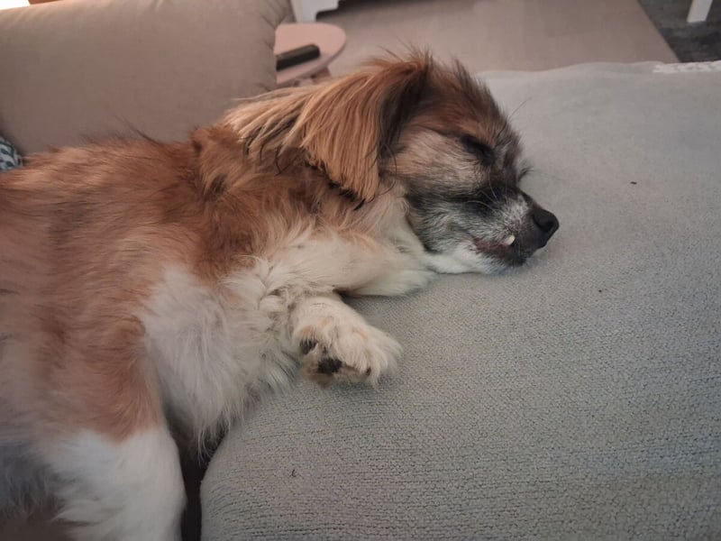 Lilly ideale Gefährtin für ältere Menschen (Aufenthalt in Frechen)